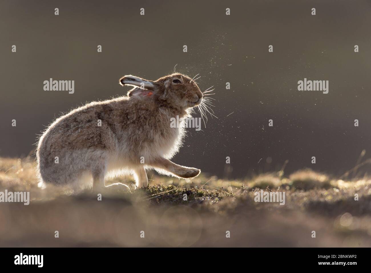 Mountain Hare Lepus Timidus Adult In Spring Coat Shaking After Grooming Scotland Uk April Stock Photo Alamy