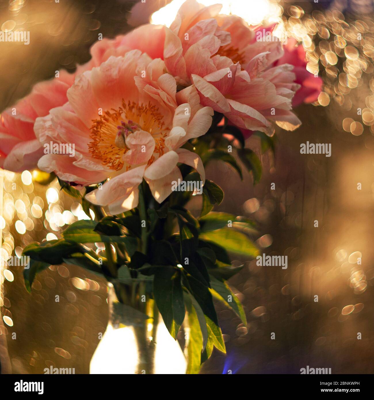 Beautiful pink peonies in a glass vase. Flowers in a vase on a mirror ...