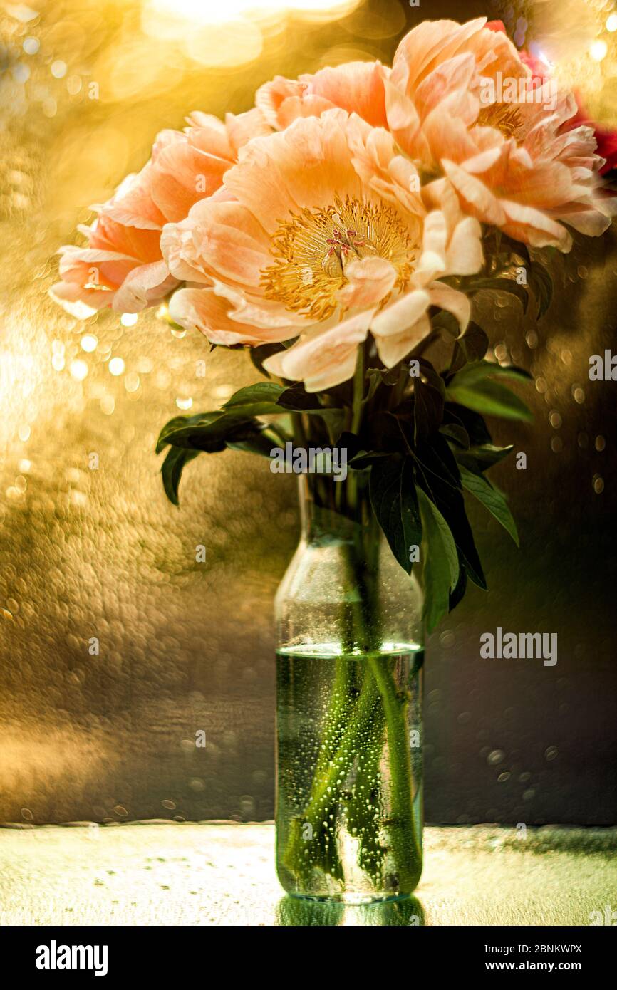 Beautiful pink peonies in a glass vase. Flowers in a vase on a mirror ...