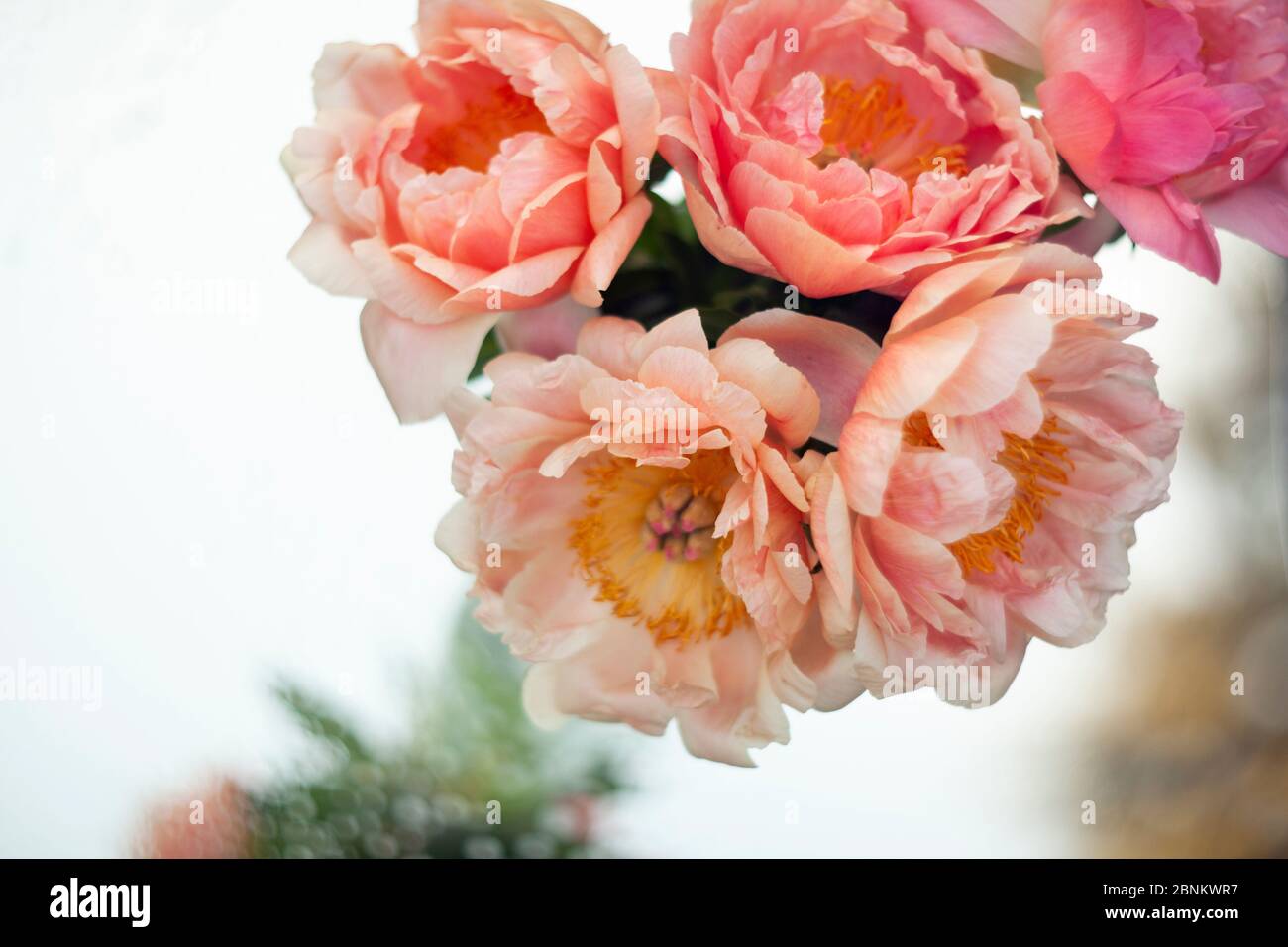 Beautiful pink peonies in a glass vase. Flowers in a vase on a mirror ...