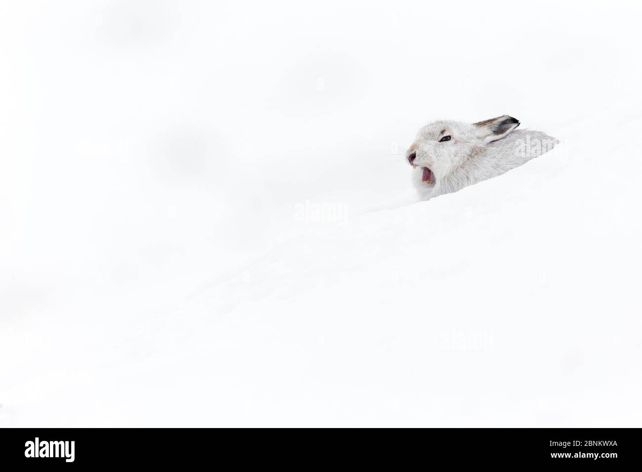 Mountain hare (Lepus timidus) yawning whilst sitting in snowhole, in winter pelage, Scotland, UK, February. Stock Photo