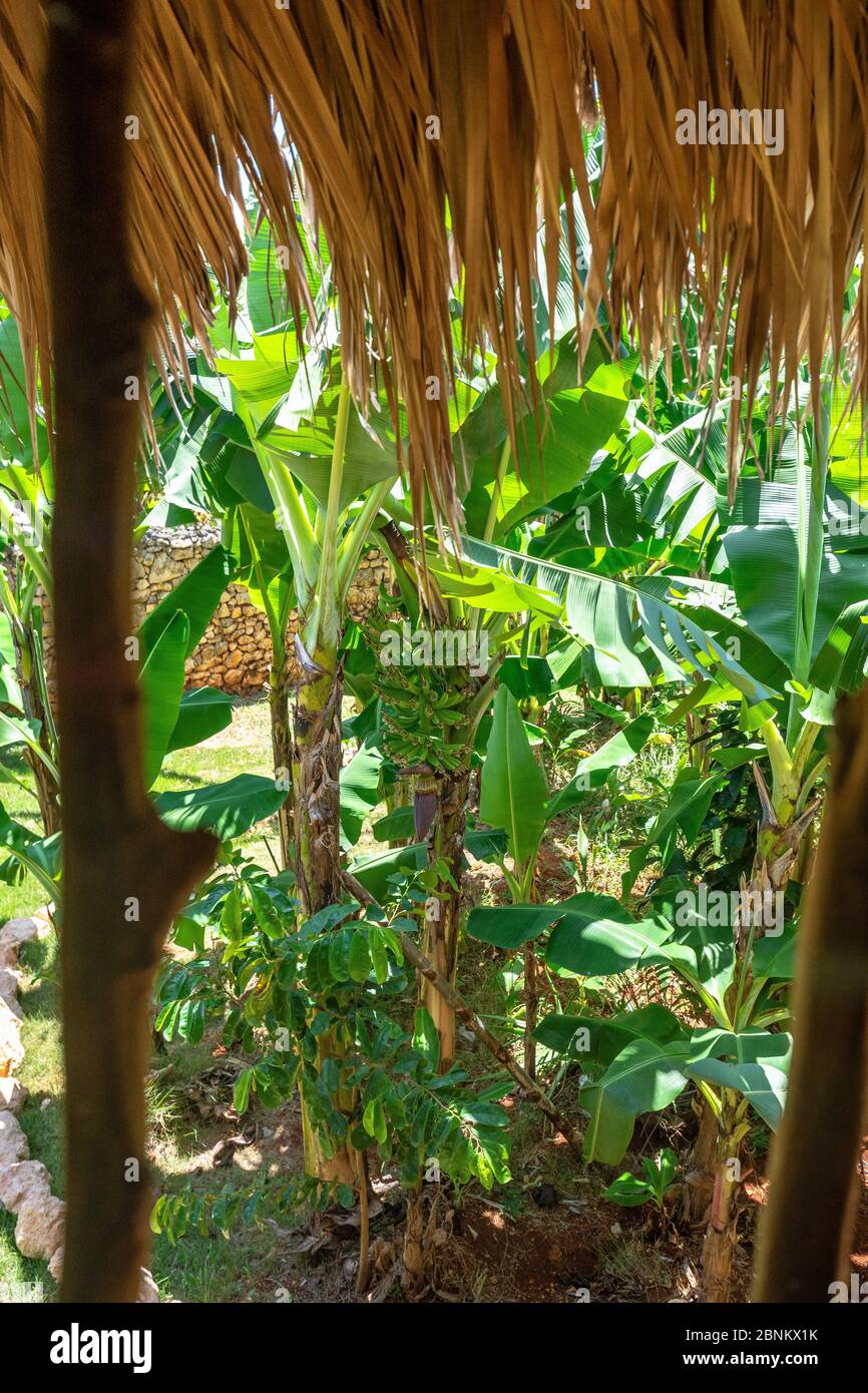 Caribbean, Greater Antilles, Dominican Republic, Samaná, Las Galeras, plantain perennial in the eco-lodge Chalet Tropical Stock Photo