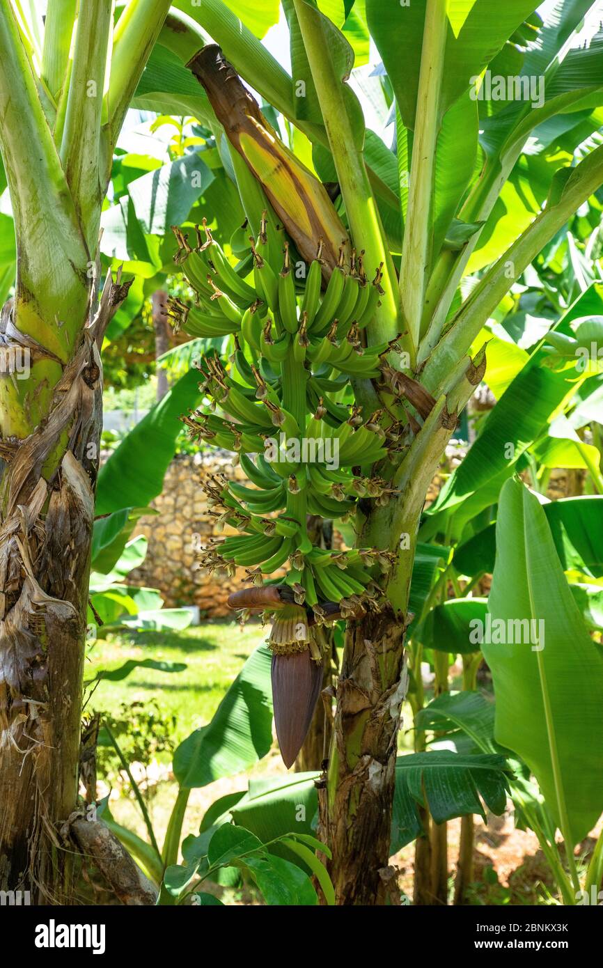 Caribbean, Greater Antilles, Dominican Republic, Samaná, Las Galeras, plantain perennial in the eco-lodge Chalet Tropical Stock Photo
