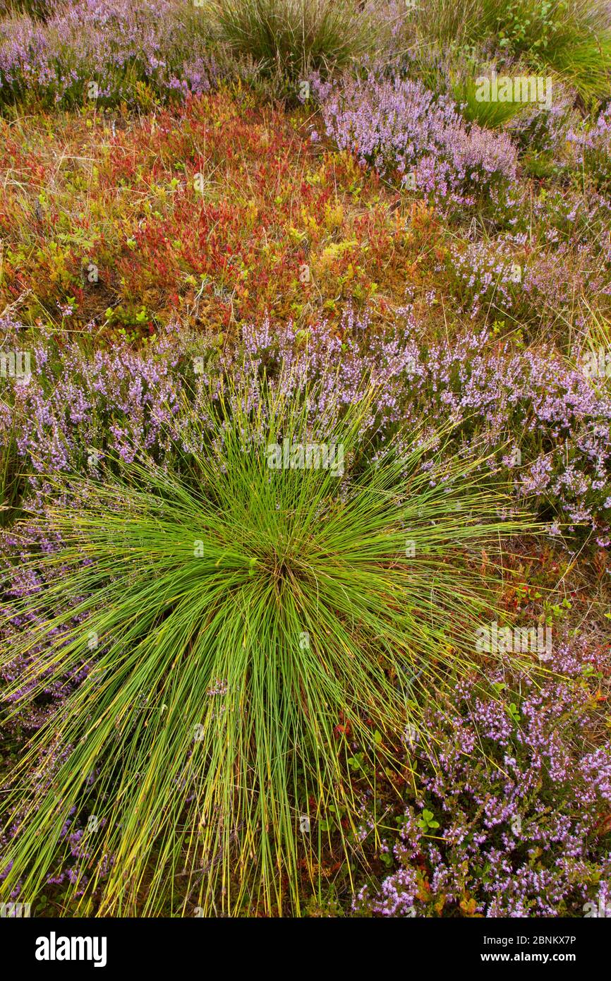 Mosiac of heather, bilberry and rush on upland heath, Cairngorms National Park, Scotland, UK, August. Stock Photo