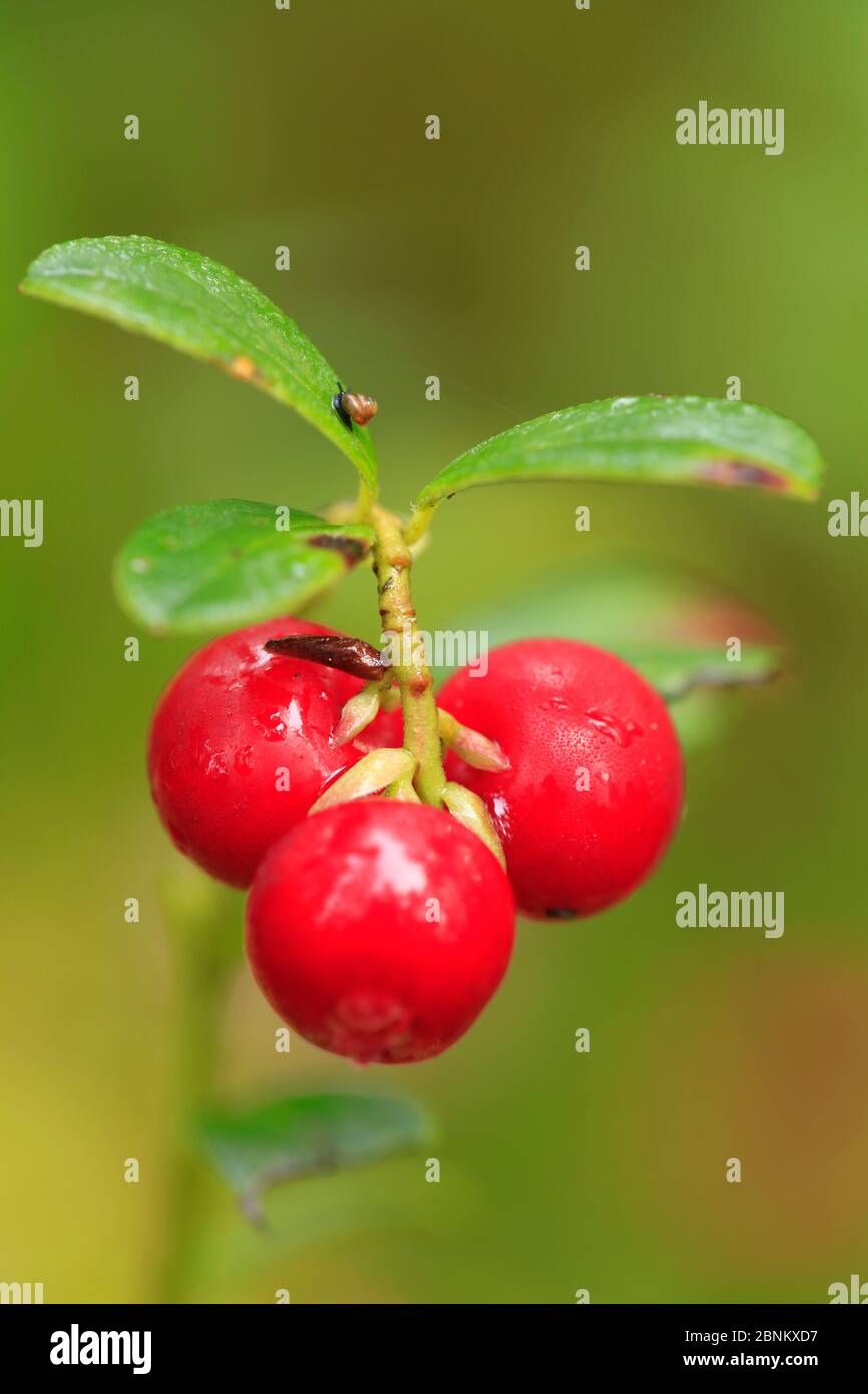 Cowberry or Lingonberry (Vaccinium vitis-idaea) close-up of red berries in late summer, Scotland, UK, August. Stock Photo