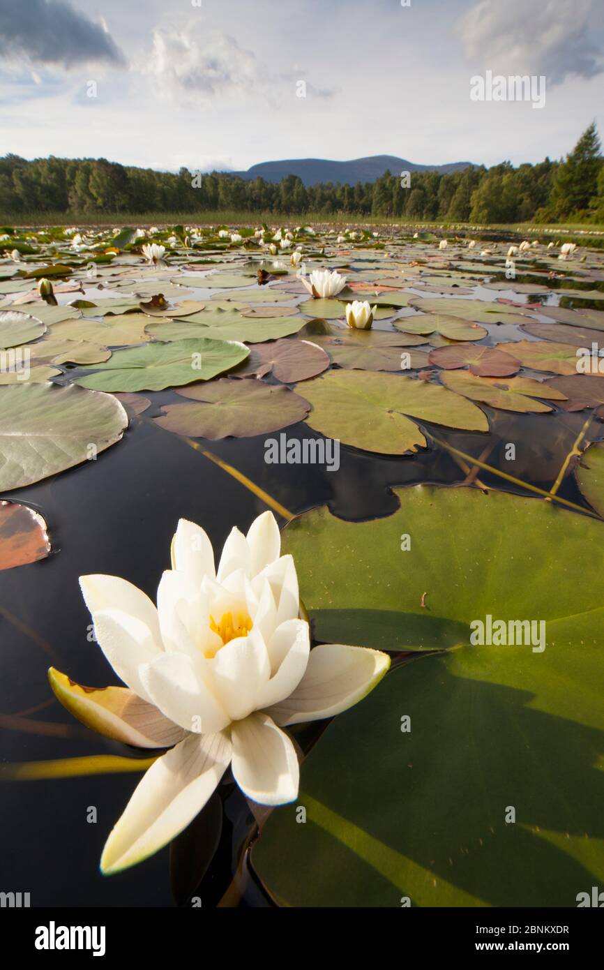 White Water Lily (Nymphaea alba) in flower, Cairngorms National Park,  Scotland, UK, Stock Photo