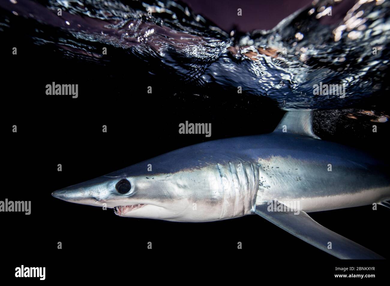 Shortfin mako shark (Isurus oxyrinchus) profile just beneath surface at night, off the East