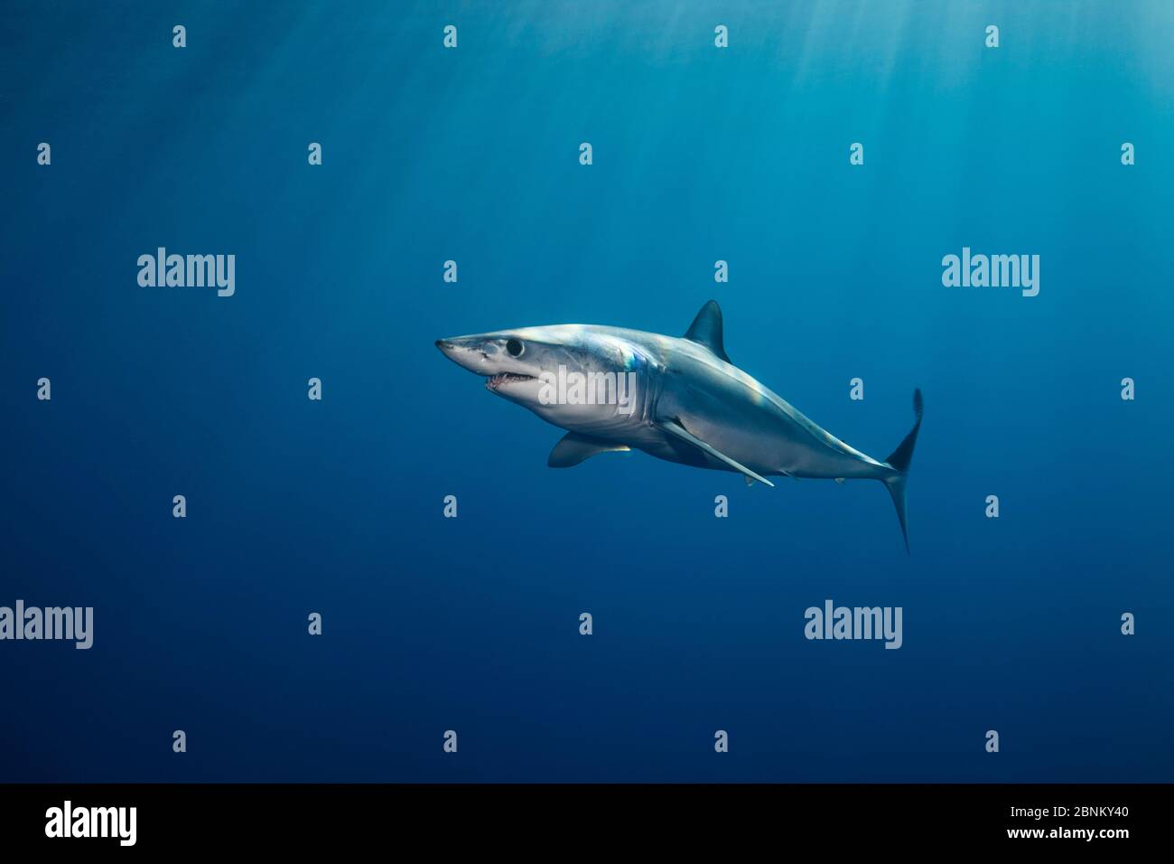 Shortfin mako shark (Isurus oxyrinchus) profile in dappled light near surface, off the West Coast of Auckland, New Zealand, February Stock Photo