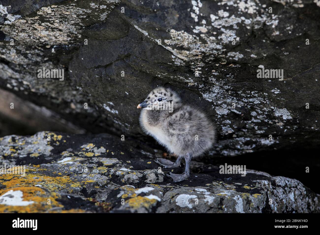 Southern black backed gull (Larus dominicanus) chick at Enderby Island in the subantarctic Auckland Islands archipelago, New Zealand, January Stock Photo