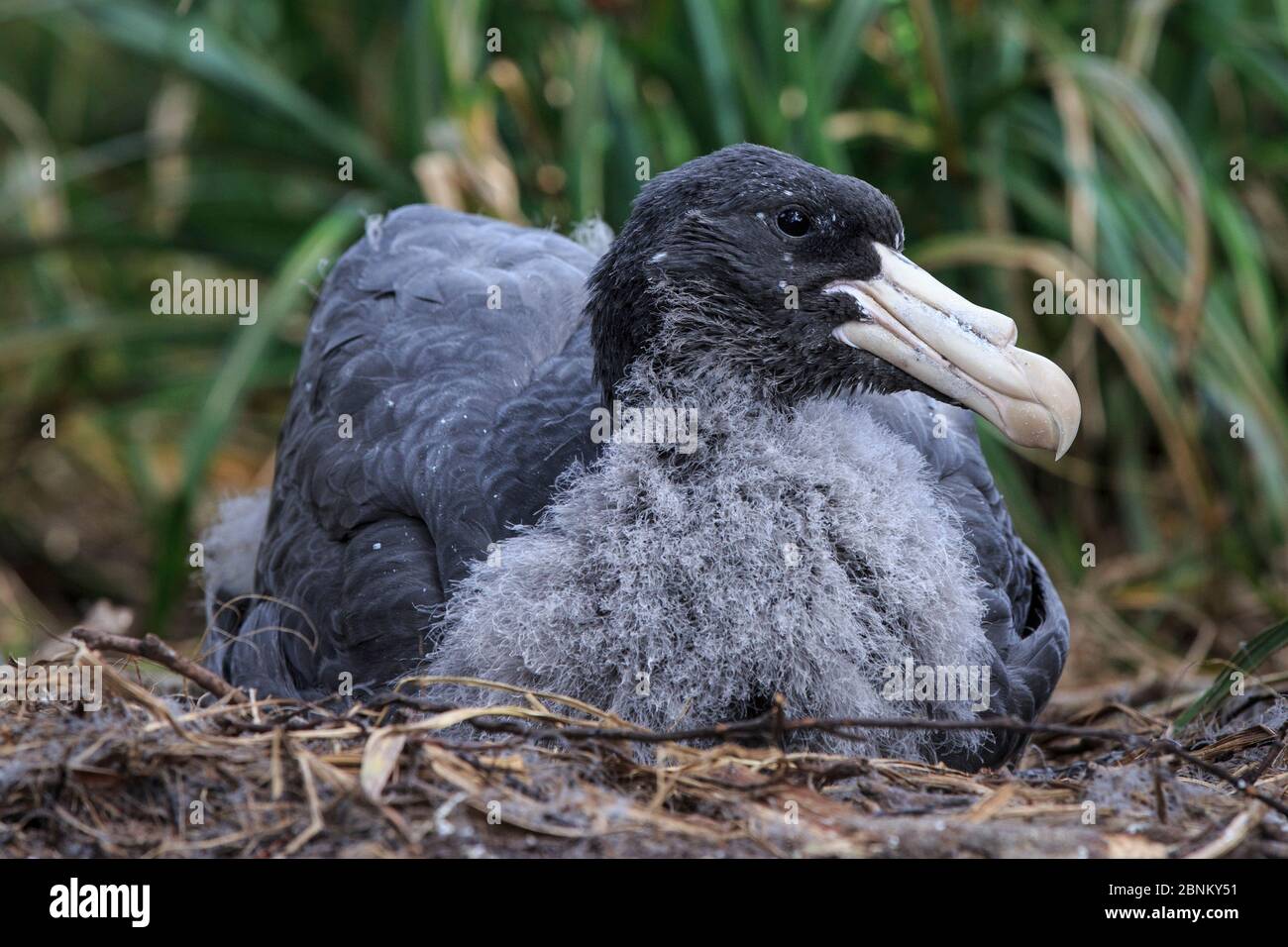 Northern giant petrel (Macronectes halli) juvenile on ground, Enderby Island in the subantarctic Auckland Islands archipelago, New Zealand, January Stock Photo