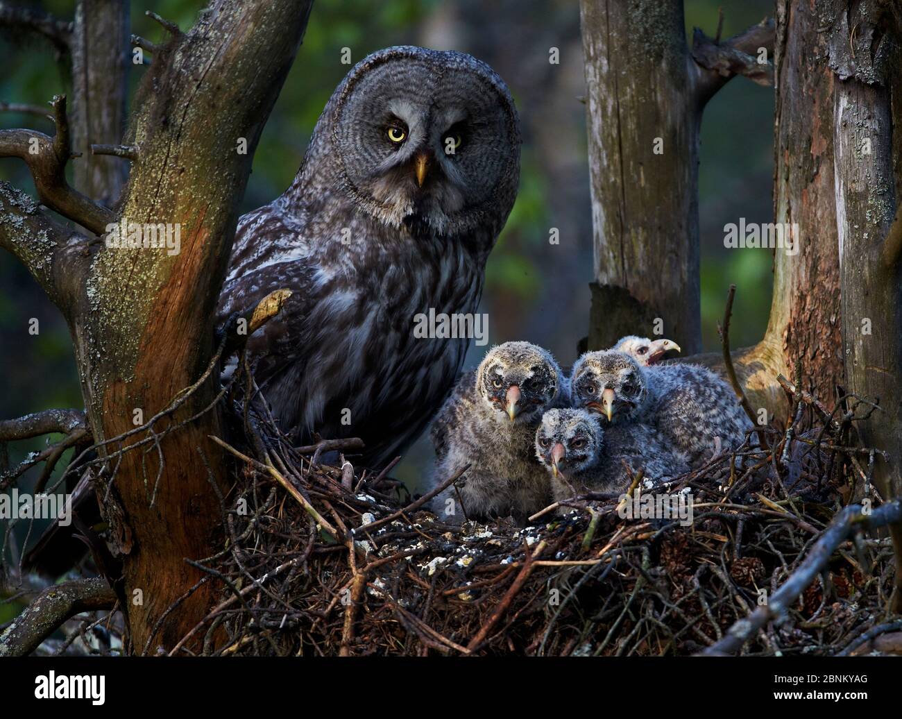 Great grey owl (Strix nebulosa) with chicks in nest, Finland June Stock Photo