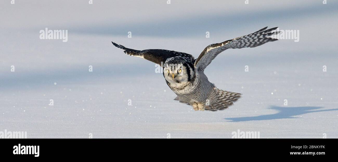 Hawk owl (Surnia ulula) flying low over ground, Kuusamo Finland ...