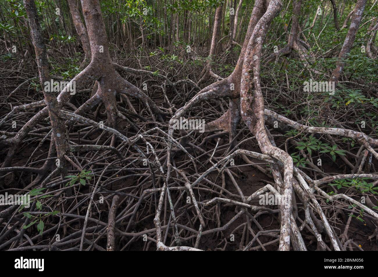 Red mangrove forest (Rhizophora mangle) along the Pacific coast of Costa Rica, March 2015. Stock Photo