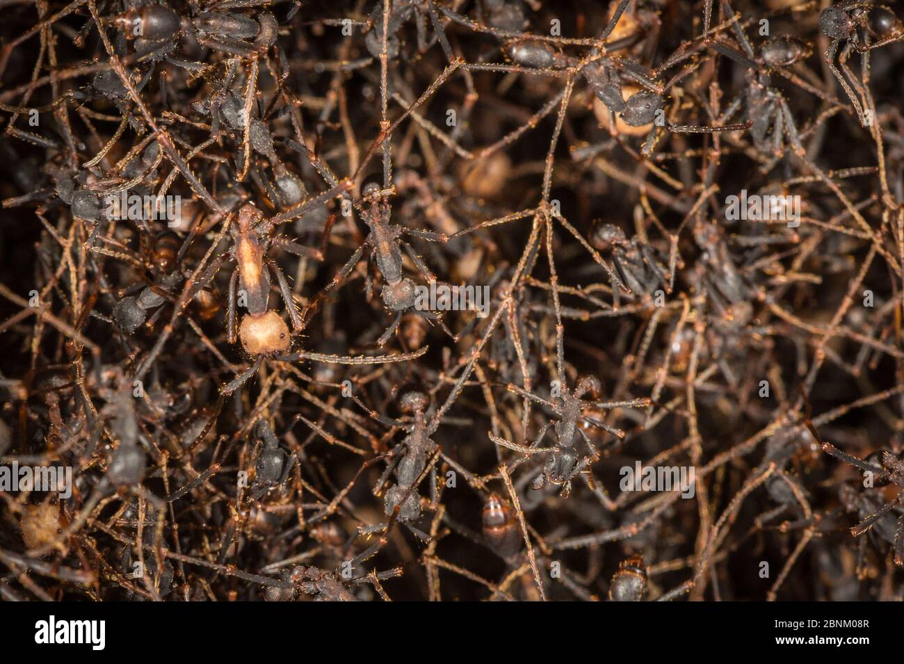Army ants (Eciton sp.) formed into bivouac, Costa Rica. February 2015. Stock Photo