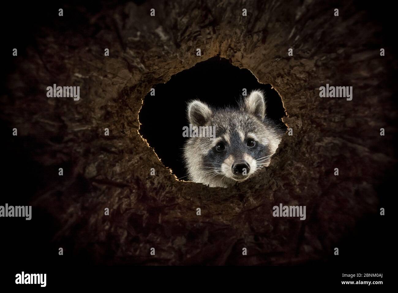 Northern raccoon (Procyon lotor) looking into hollow log, New Brunswick, Canada, June 2014. Camera trap. Stock Photo