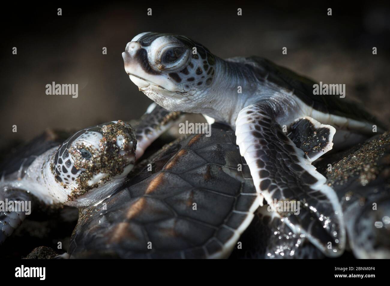 Green sea turtle hatchlings (Chelonia mydas) emerging from nest, Tortuguero National Park, Costa Rica. Stock Photo