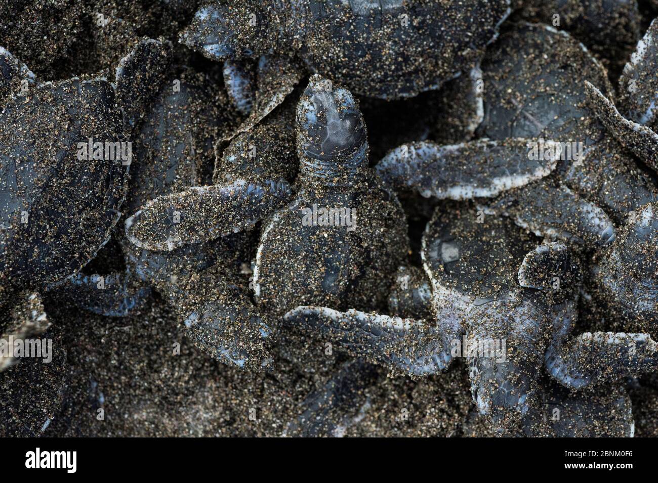 Green sea turtle hatchlings (Chelonia mydas) emerging from nest, Tortuguero National Park, Costa Rica. Stock Photo