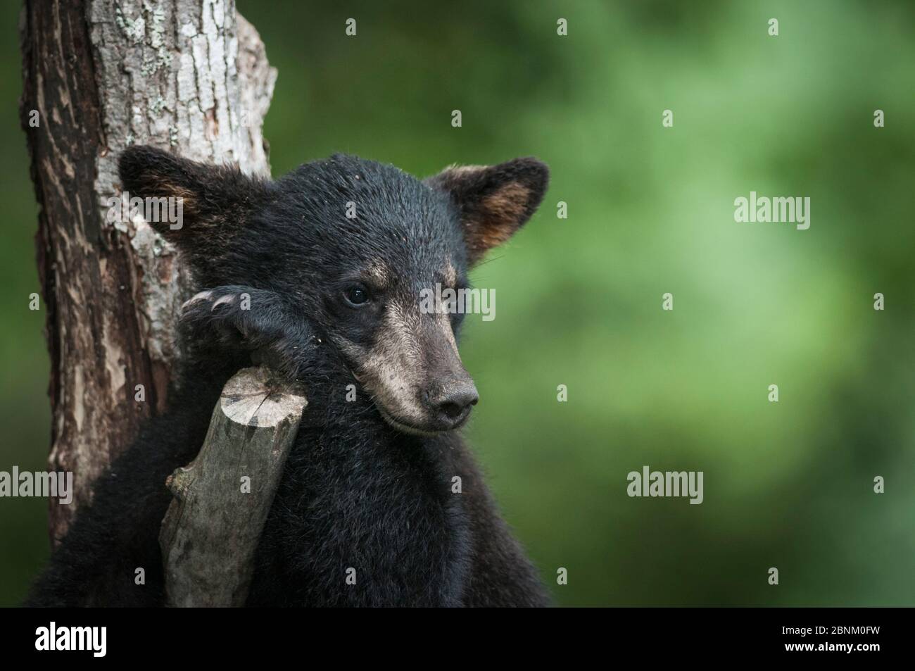 Black bear cub (Ursus americana) in tree. New Brunswick, Canada, July