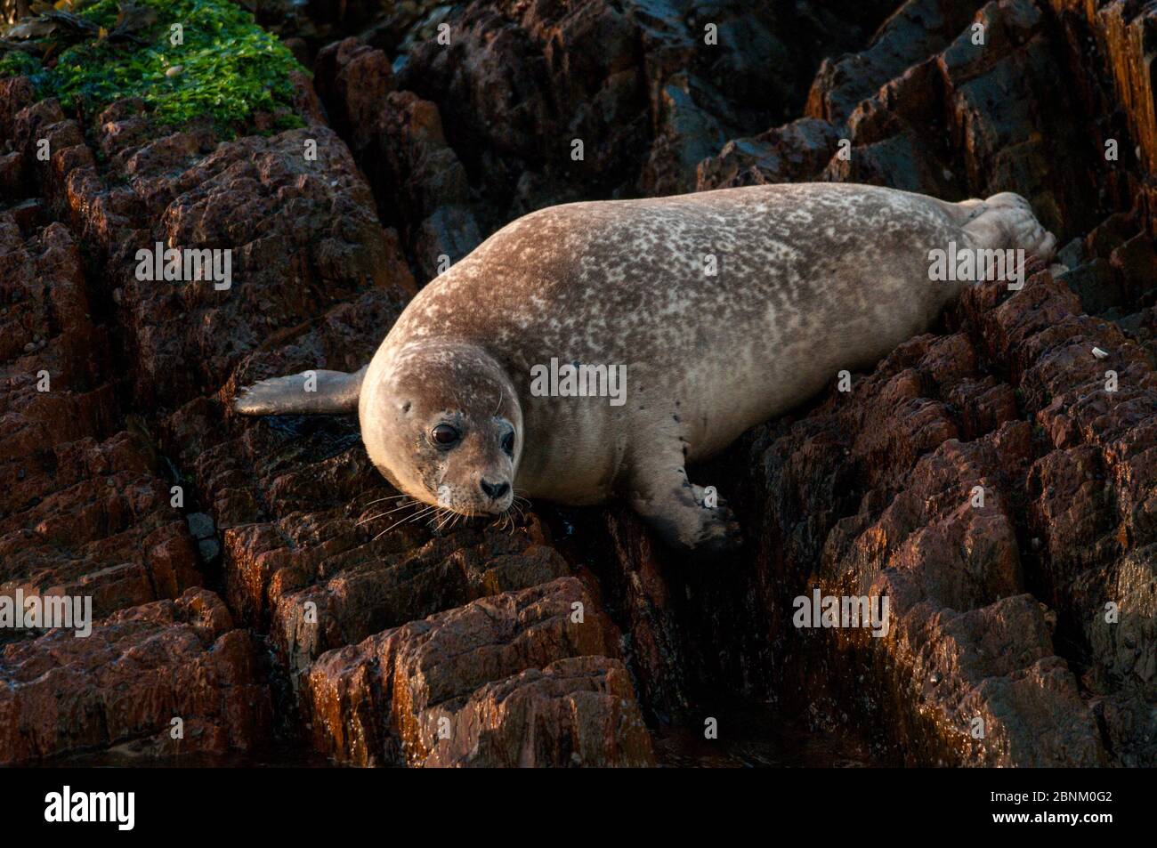 Harbour seal (Phoca vitulina) resting on  rocks, Bay of Fundy, New Brunswick, Canada, July. Stock Photo