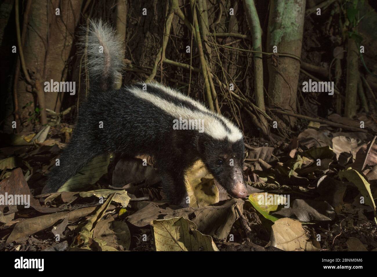 Stripe hog-nosed skunk (Conepatus semistriatus) camera trap image,  Nicoya Peninsula, Costa Rica. Stock Photo