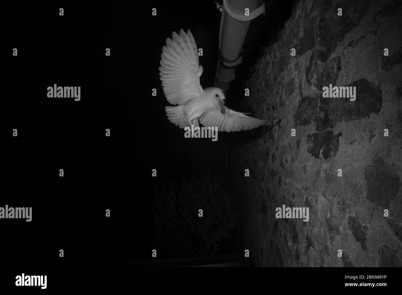 Barn owl (Tyto alba) flying to nest in eaves with prey, taken with infrared light at night France, June. Stock Photo