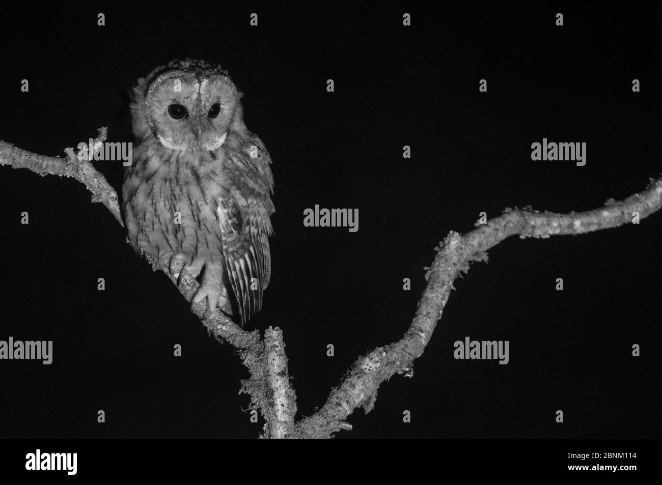 Tawny owl (Strix aluco) perched, taken with infrared camera at night, France, August, Stock Photo