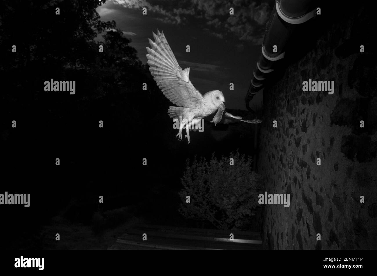 Barn owl (Tyto alba) flying to nest in eaves with prey, taken with infrared light at night France, January. Stock Photo