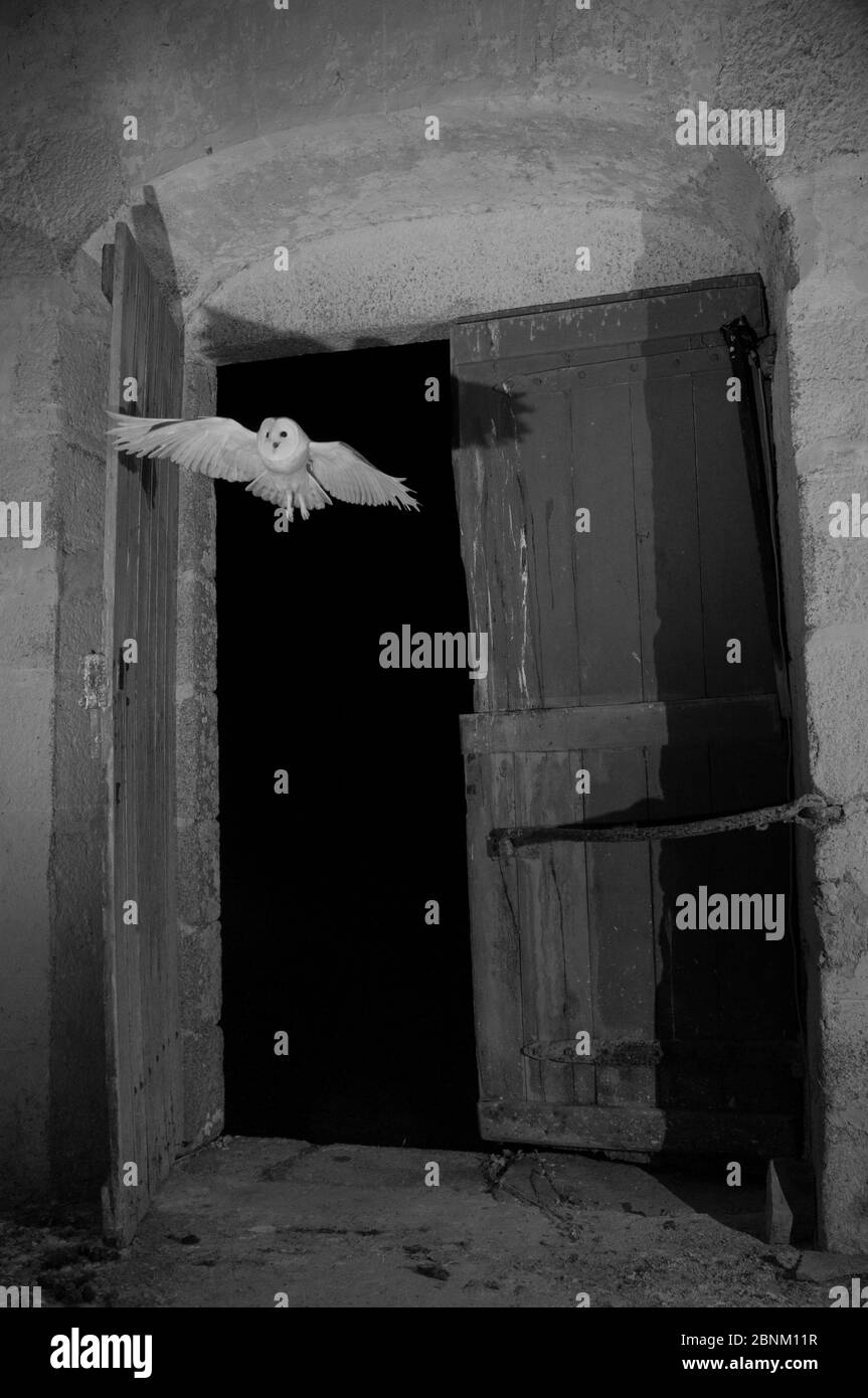 Barn owl (Tyto alba) flying into church at night taken with infrared light, France. Sequence 4 of 5 Stock Photo