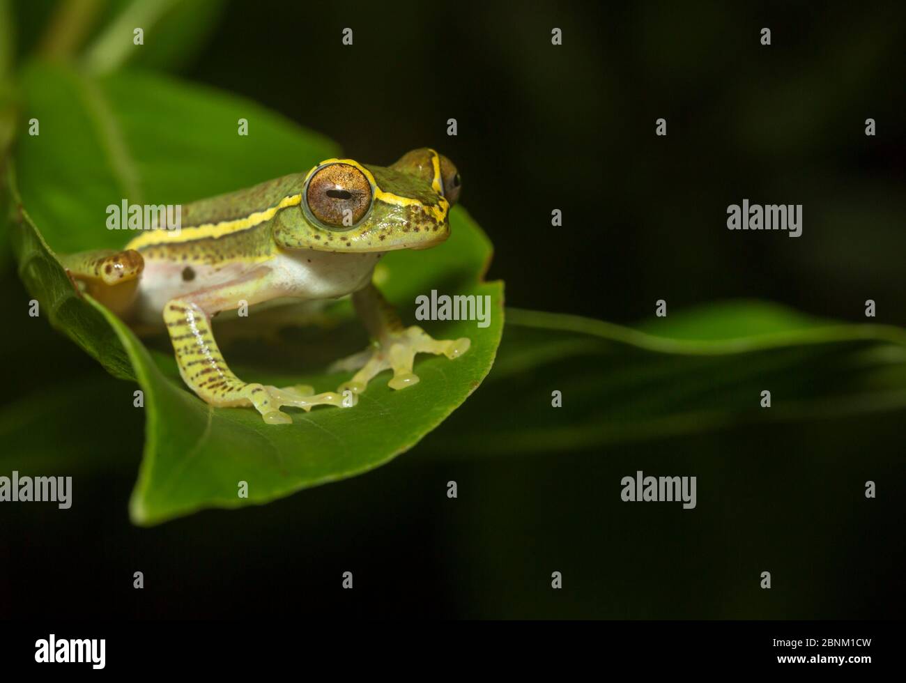 Boulenger's tree frog (Rhacaphorus lateralis) recently rediscovered after 100 years. Coorg, Karnataka, India. Endemic to Western Ghats. Endangered spe Stock Photo