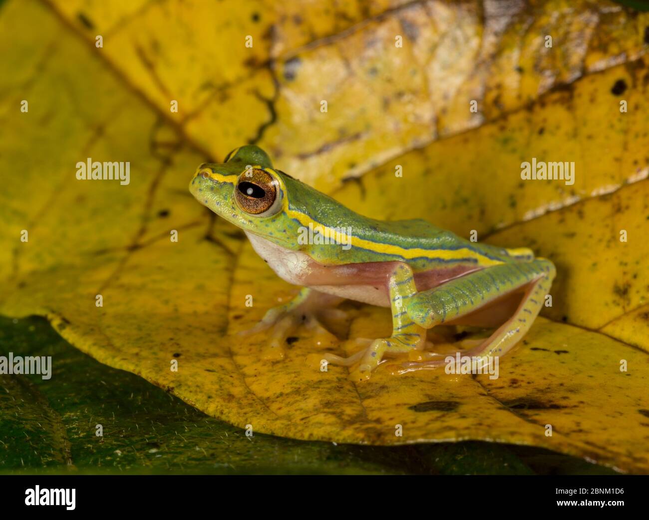 Boulenger's tree frog (Rhacaphorus lateralis) recently rediscovered after 100 years. Coorg, Karnataka, India. Endemic to Western Ghats. Endangered spe Stock Photo