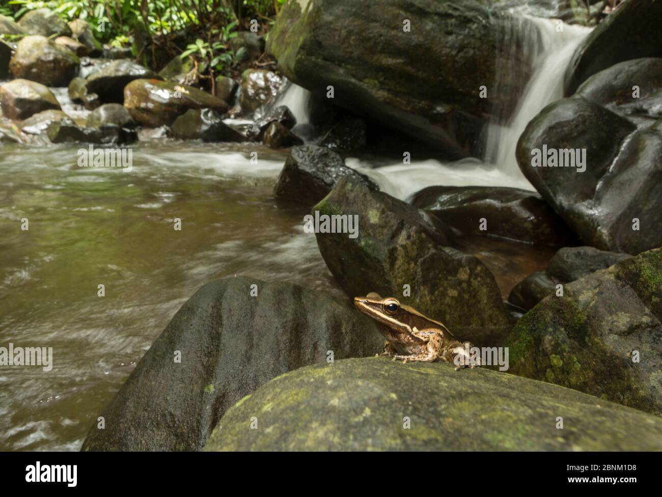 Bronze frog (Hylarana temporalis), near forest stream. Coorg, Karnataka, India. Stock Photo