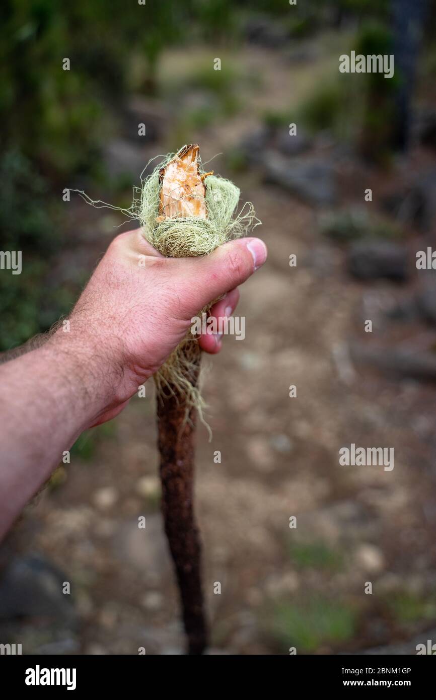 America, Caribbean, Greater Antilles, Dominican Republic, Jarabacoa, Manabao, Parque Nacional José Armando Bermúdez, Pico Duarte, improvised hiking stick with handle made of Louisiana moss Stock Photo