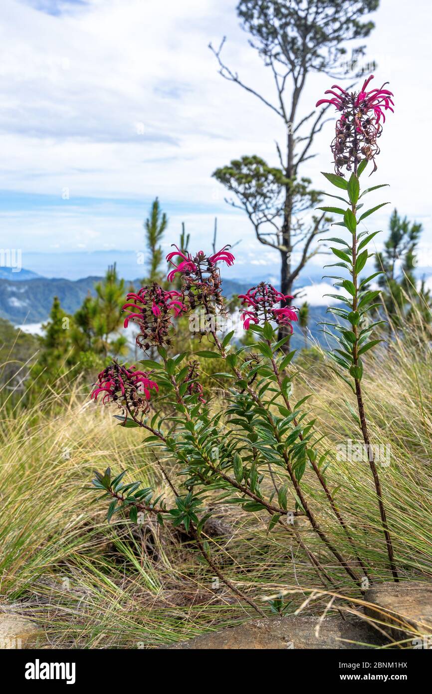 America, Caribbean, Greater Antilles, Dominican Republic, Jarabacoa, Manabao, Parque Nacional José Armando Bermúdez, Pico Duarte, flora in the José A. Bermúdez National Park Stock Photo