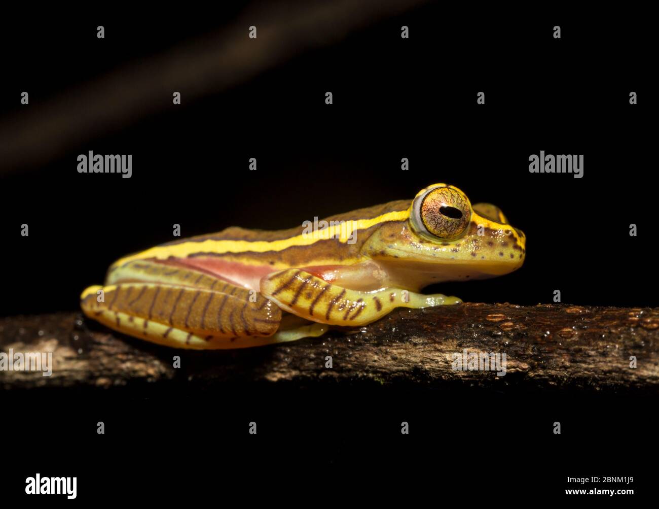 Boulenger's tree frog (Rhacophorus lateralis)  rediscovered recently after 100 yrs. Coorg, Karnataka, India. Endemic to Western Ghats. Endangered spec Stock Photo