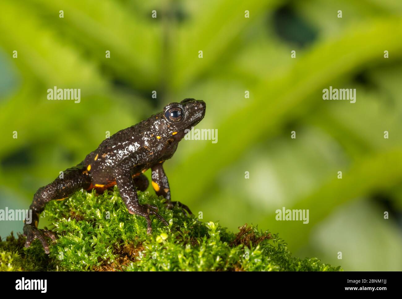 Malabar Torrent toad (Ghatophryne ornata) Karnataka, India