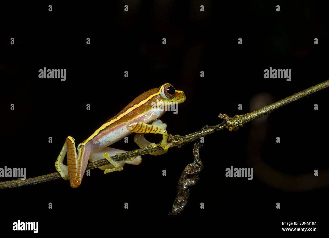 Boulenger's tree frog (Rhacophorus lateralis)  rediscovered recently after 100 yrs. Coorg, Karnataka, India. Endemic to Western Ghats. Endangered spec Stock Photo