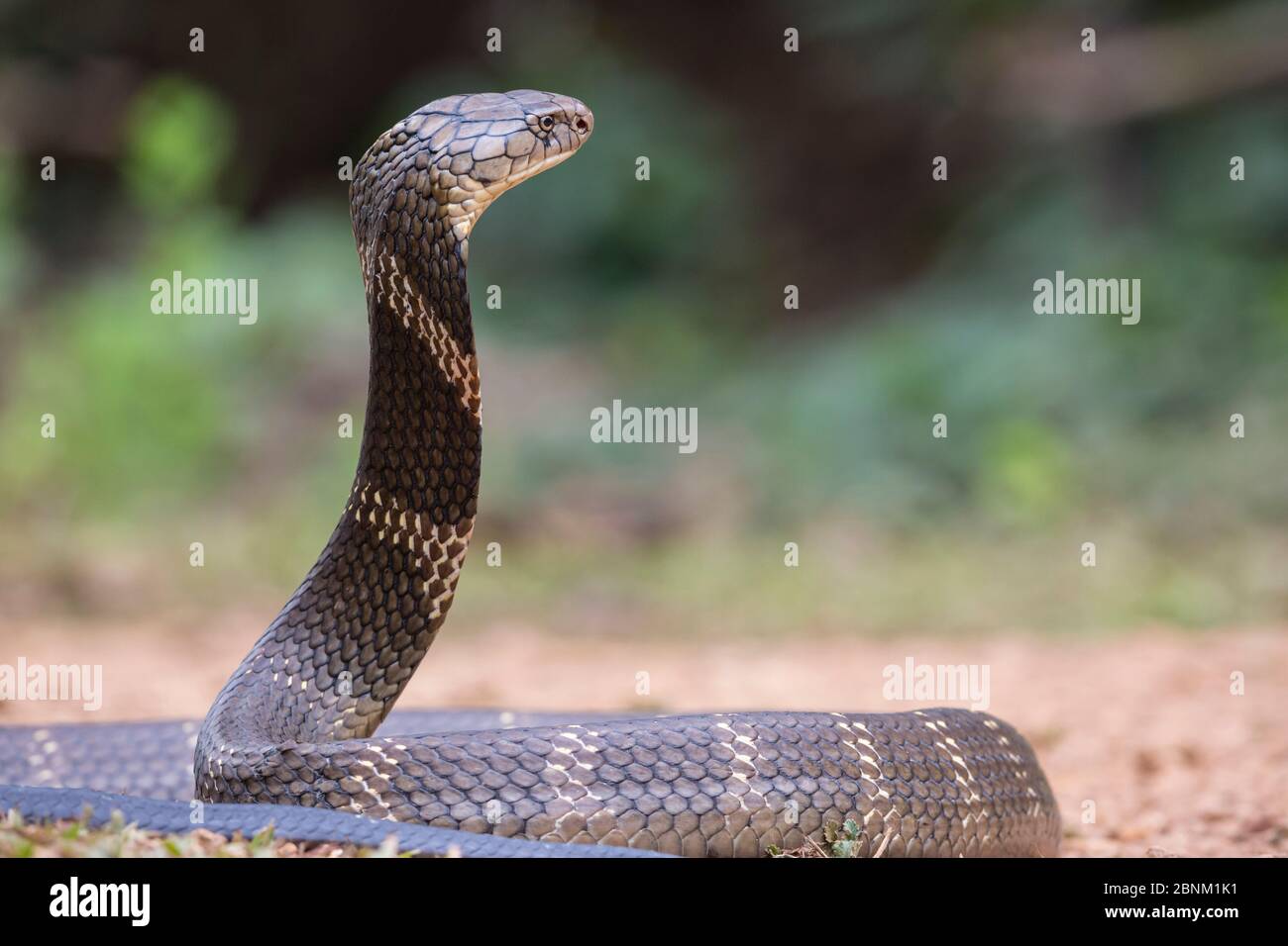King cobra (Ophiophagus Hannah) with head raised, Agumbe, Karnataka, India. Venomous species. Stock Photo