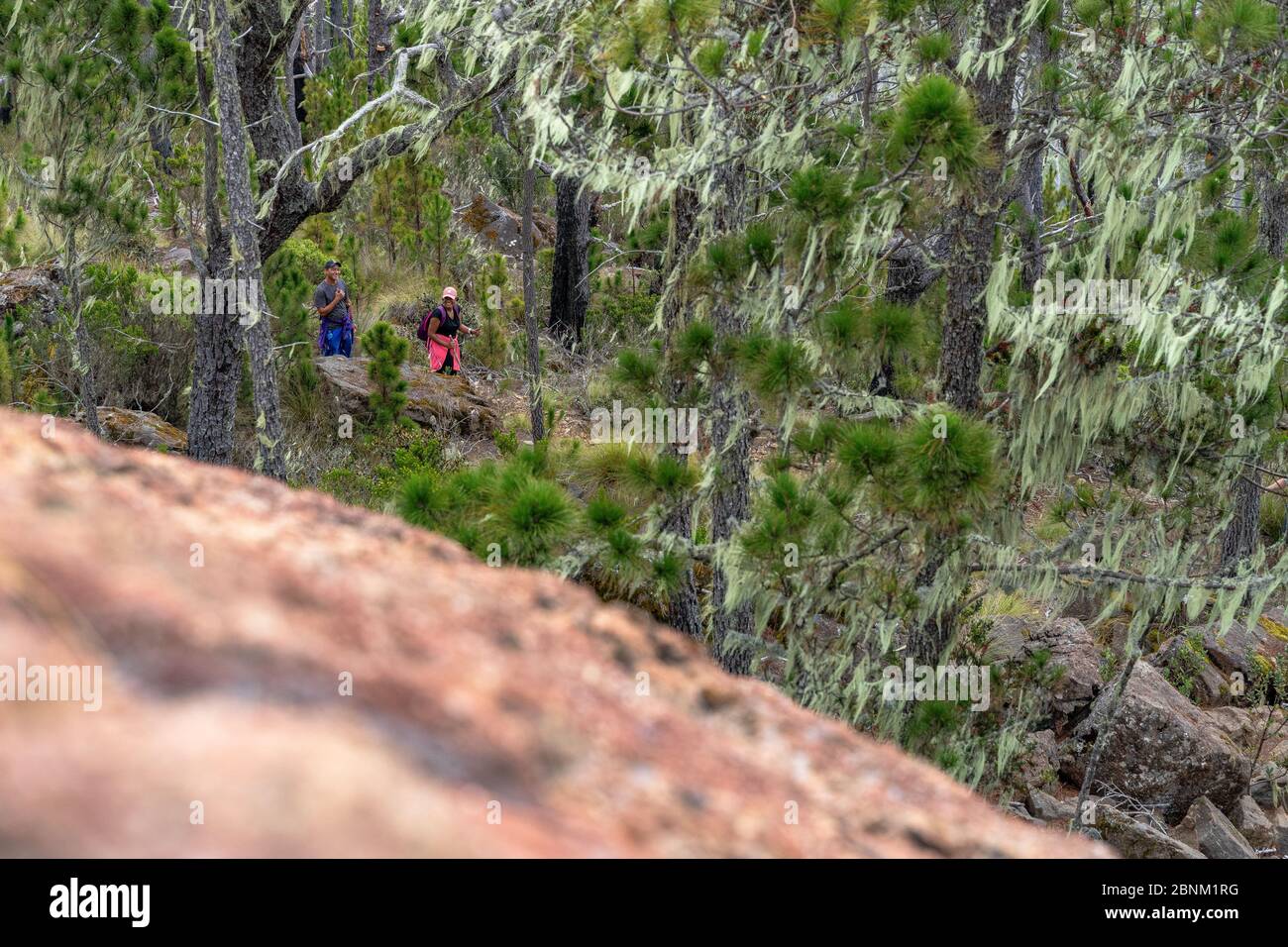 America, Caribbean, Greater Antilles, Dominican Republic, Jarabacoa, Manabao, Parque Nacional José Armando Bermúdez, Pico Duarte, hikers in the final climb to the summit of Pico Duarte Stock Photo