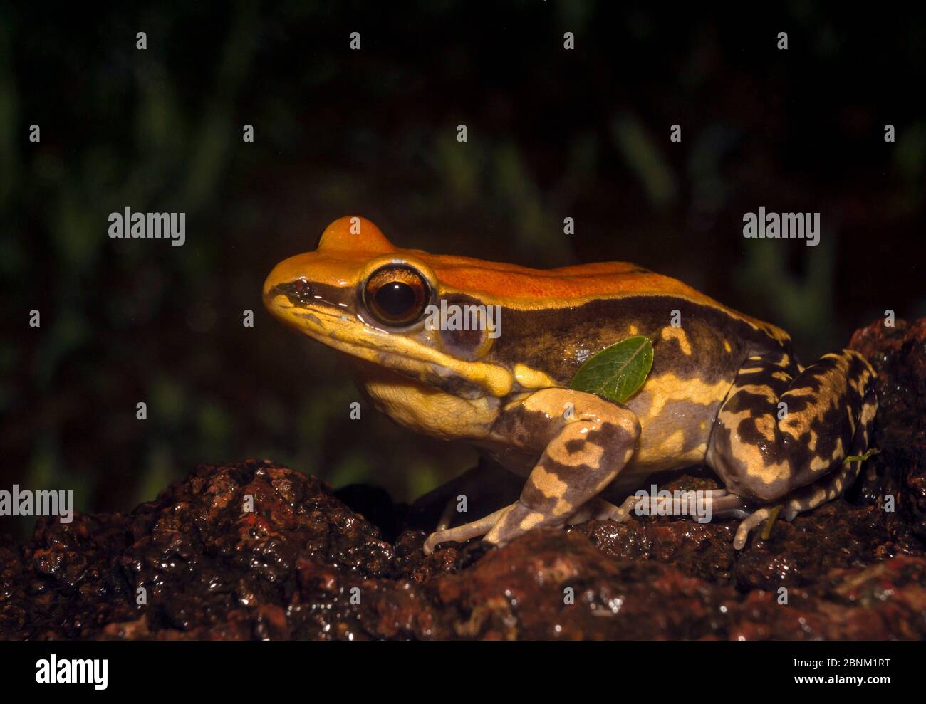 Fungoid Frog (hylarana malabarica), large size semi-aquatic frog. Amboli, Maharashtra, India. Stock Photo