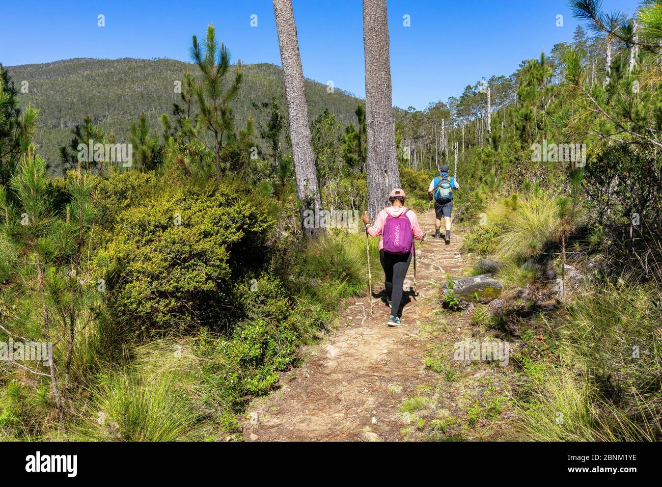 America, Caribbean, Greater Antilles, Dominican Republic, Jarabacoa, Manabao, Parque Nacional José Armando Bermúdez, Pico Duarte, hikers in the light mountain forest on the way to Pico Duarte Stock Photo