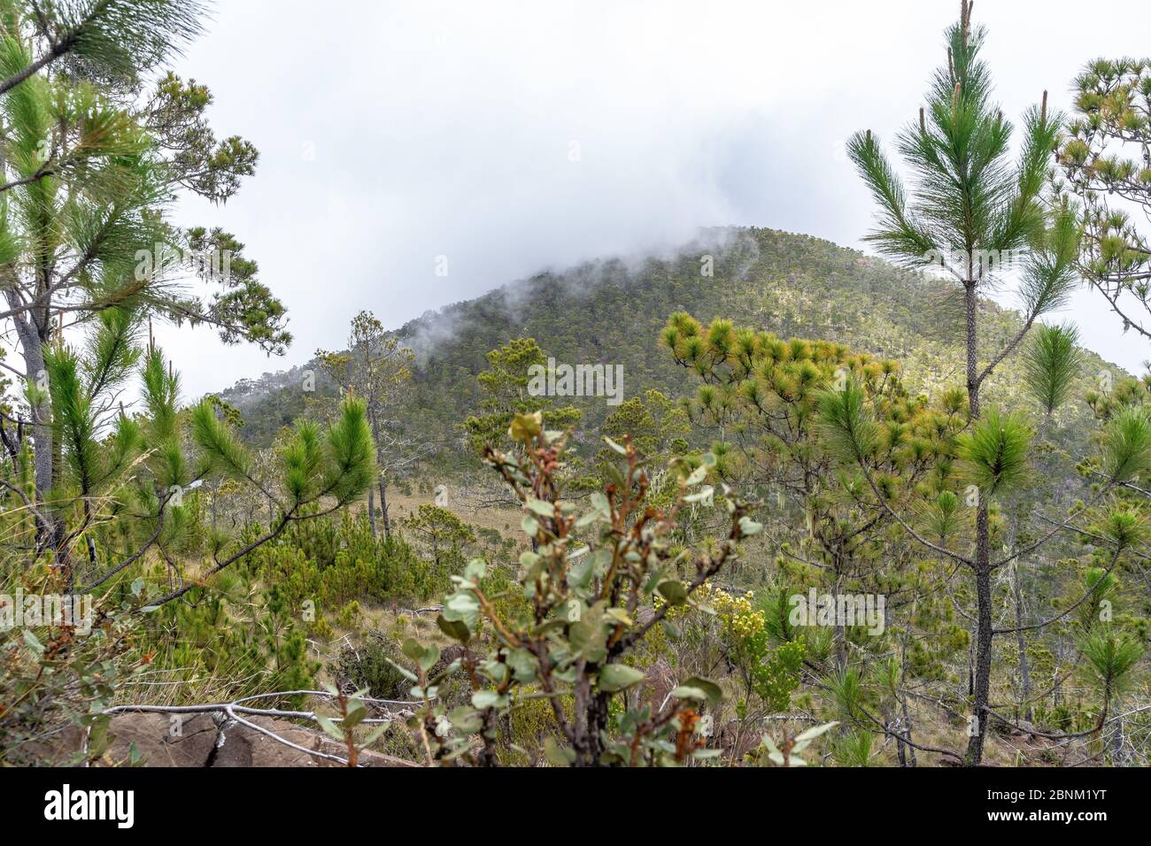 America, Caribbean, Greater Antilles, Dominican Republic, Jarabacoa, Manabao, Parque Nacional José Armando Bermúdez, Pico Duarte, view of the neighboring summit La Pelona ascending to Pico Duarte Stock Photo