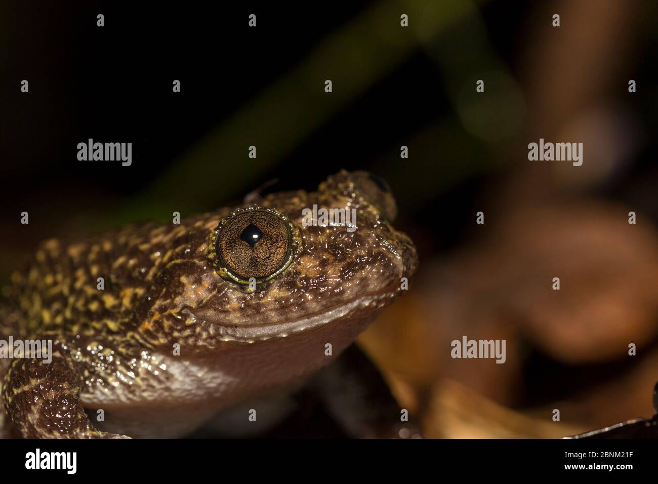 Night frog (Nyctibatrachus karnatakaensis) Coorg, Karnataka, India ...