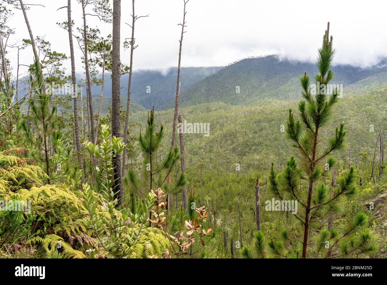 America, Caribbean, Greater Antilles, Dominican Republic, Jarabacoa, Manabao, Parque Nacional José Armando Bermúdez, Pico Duarte, view over the mountain landscape of the José A. Bermúdez National Park Stock Photo