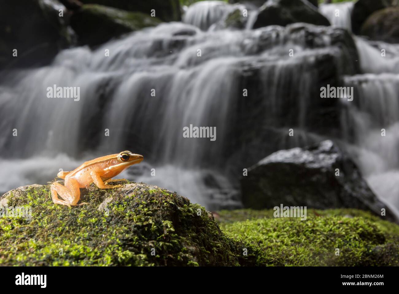 Golden frog (Hylarana aurantiaca) with waterfall in background. Coorg, Karnataka, India. Stock Photo