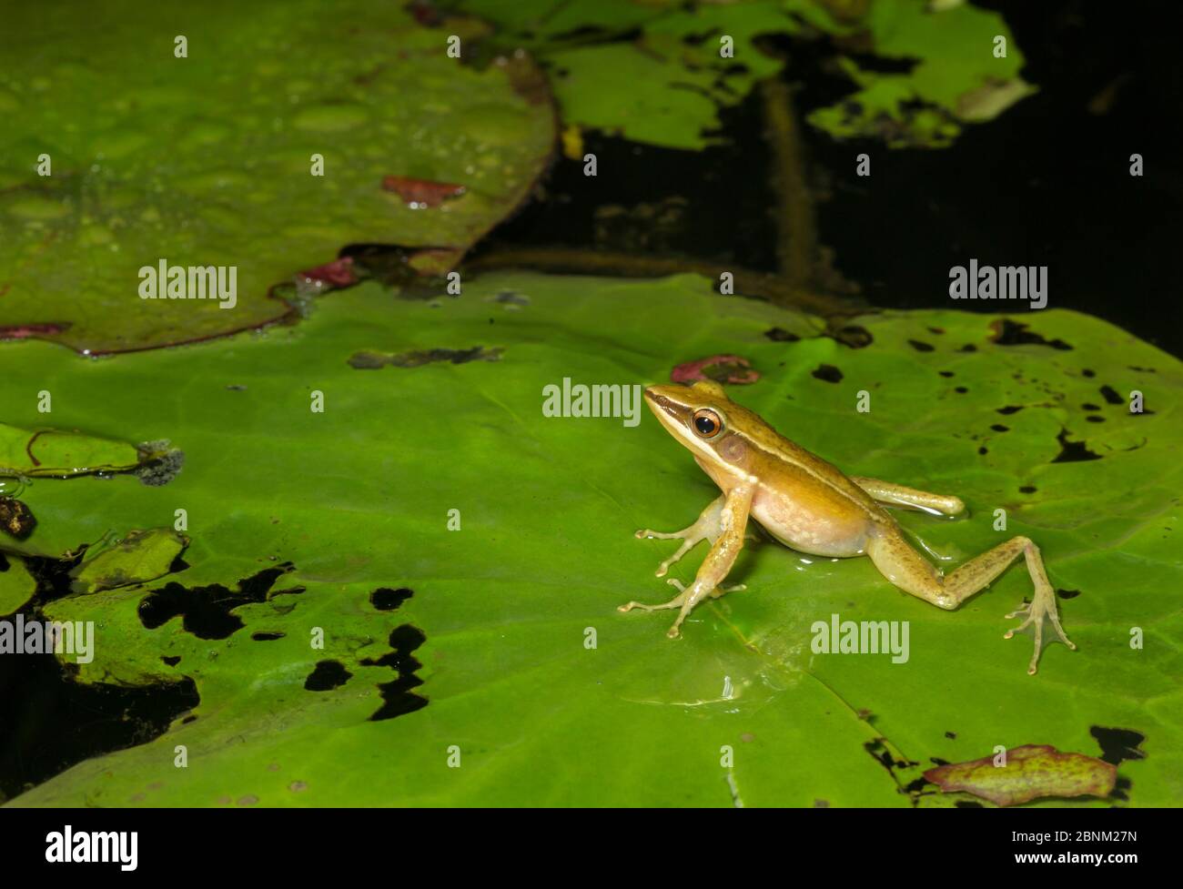 Golden frog (Hylarana aurantiaca) on floating leaf in water. Anamalai wildlife sanctuary, India. Stock Photo