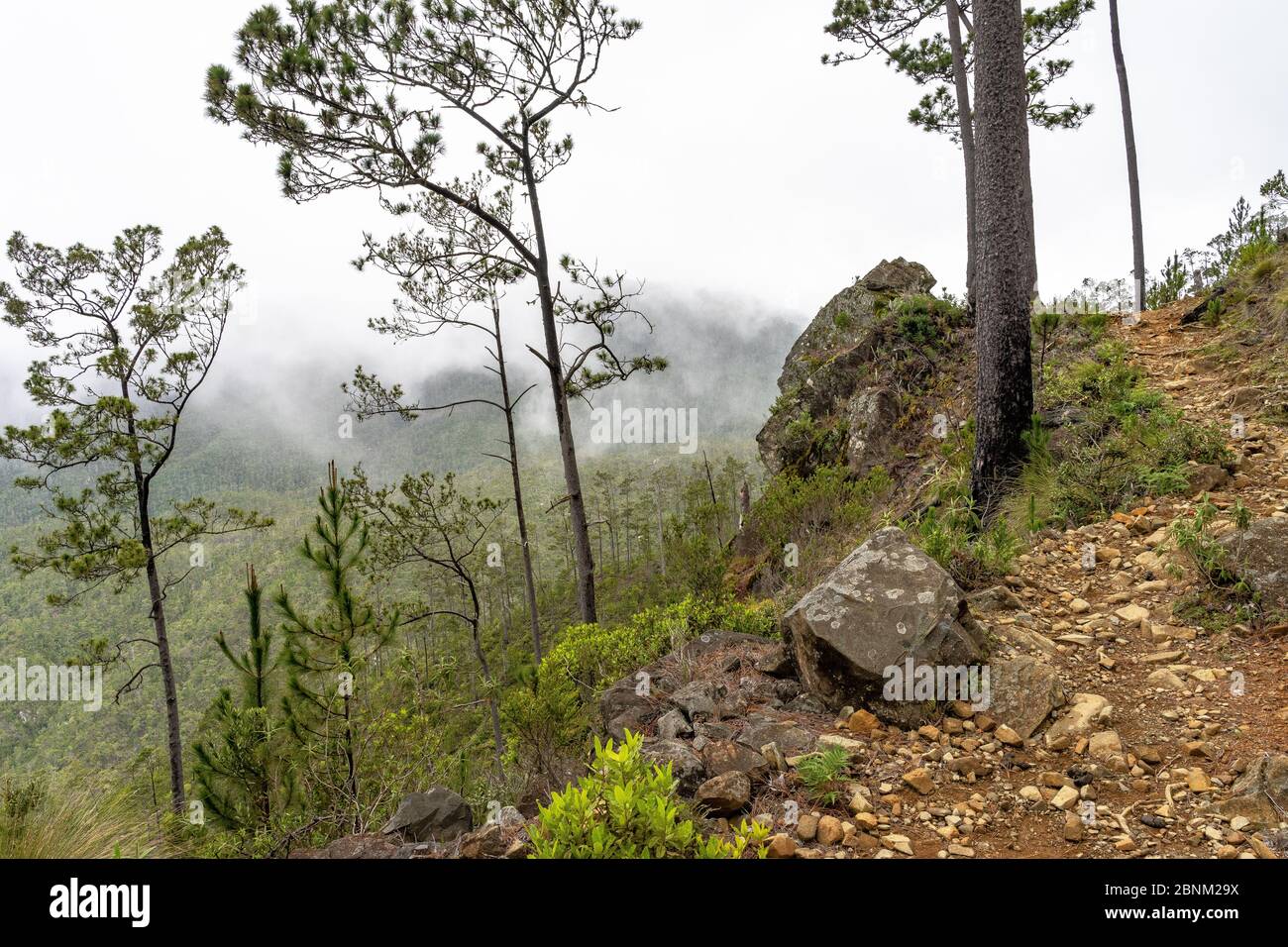 America, Caribbean, Greater Antilles, Dominican Republic, Jarabacoa, Manabao, Parque Nacional José Armando Bermúdez, Pico Duarte, mountain path through the light mountain forest on the way to the refuge La Compartición Stock Photo