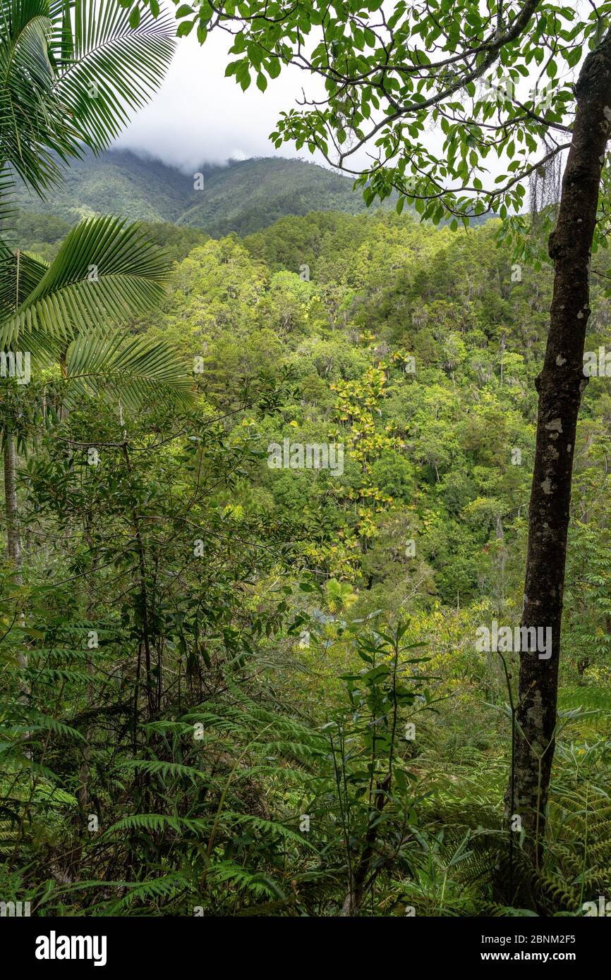 America, Caribbean, Greater Antilles, Dominican Republic, Jarabacoa, Manabao, Parque Nacional José Armando Bermúdez, Pico Duarte, view over the dense mountain forest in the José A. Bermúdez National Park Stock Photo