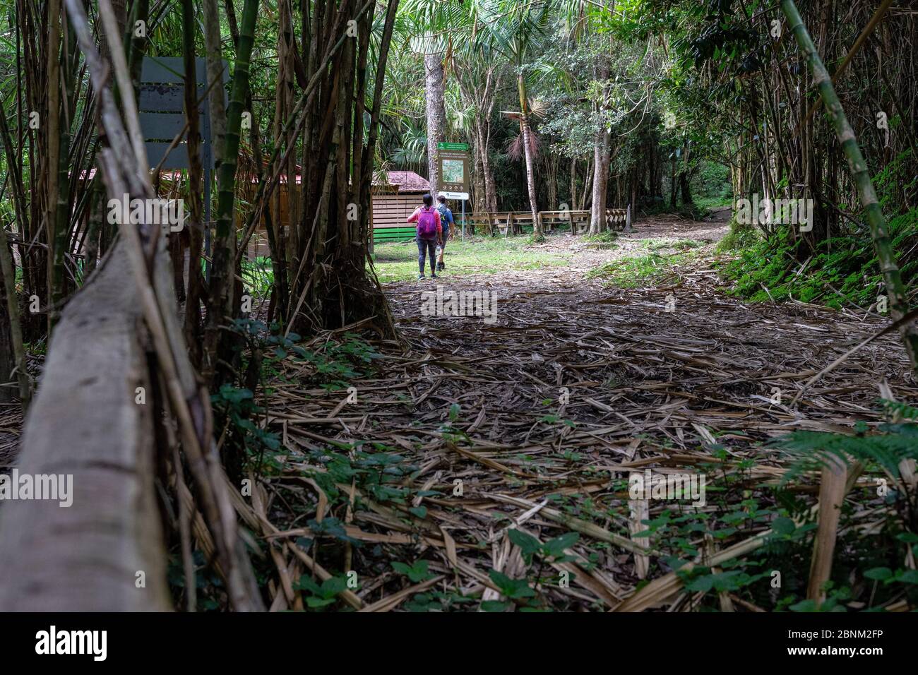 America, Caribbean, Greater Antilles, Dominican Republic, Jarabacoa, Manabao, Parque Nacional José Armando Bermúdez, Pico Duarte, hikers reach a rest area in the thick mountain forest of the José A. Bermúdez National Park Stock Photo