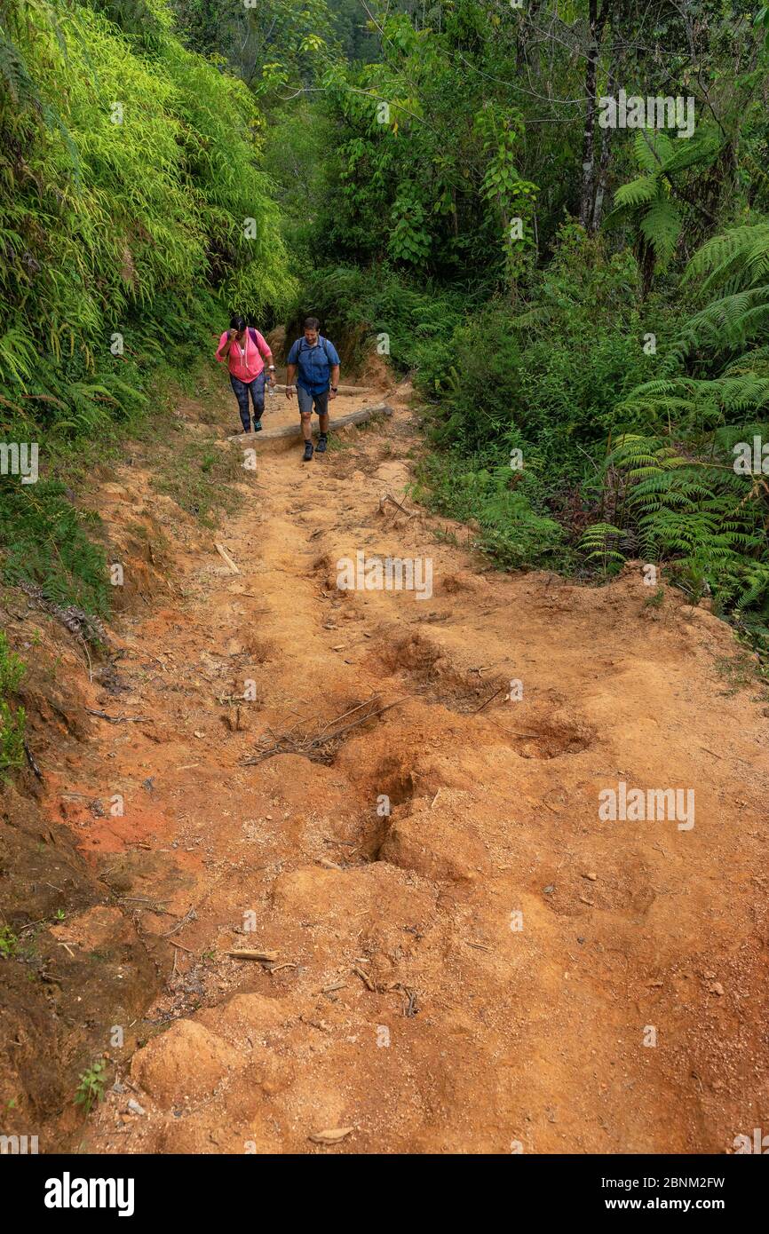 America, Caribbean, Greater Antilles, Dominican Republic, Jarabacoa, Manabao, Parque Nacional José Armando Bermúdez, Pico Duarte, hikers in the steep ascent through the dense mountain forest to Pico Duarte Stock Photo