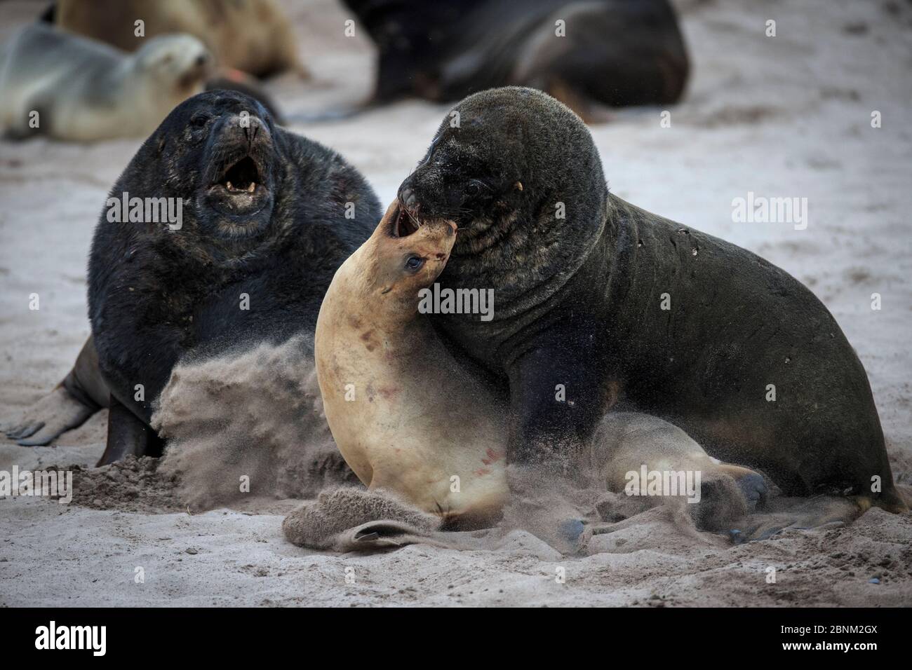 New Zealand sea lion (Phocarctos hookeri) adult males chase down a female at the Sandy Bay colony, Enderby Island, Auckland Islands, New Zealand. Stock Photo